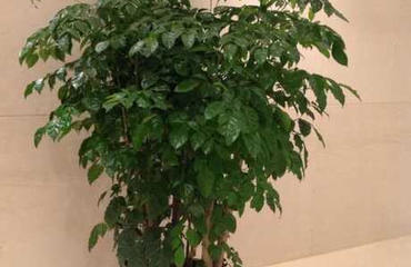 綠意盎然，高效辦公 南昌寫字樓鮮花綠植租賃指南