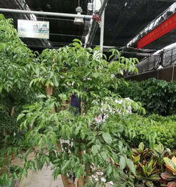 綠植租擺 打造綠色高效辦公空間的明智選擇