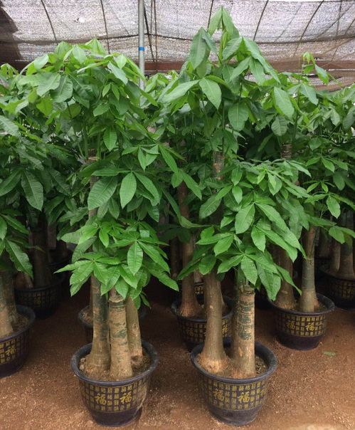 深圳專業(yè)花卉綠植服務(wù) 租借、銷售與養(yǎng)護(hù)的一站式解決方案