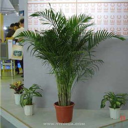 無錫企業(yè)綠植租擺服務(wù) 花卉租賃，為您的空間注入自然活力