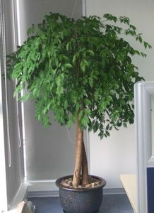 天心區(qū)綠植花卉租擺服務(wù)專家——長沙久綠園藝，全方位美化您的空間